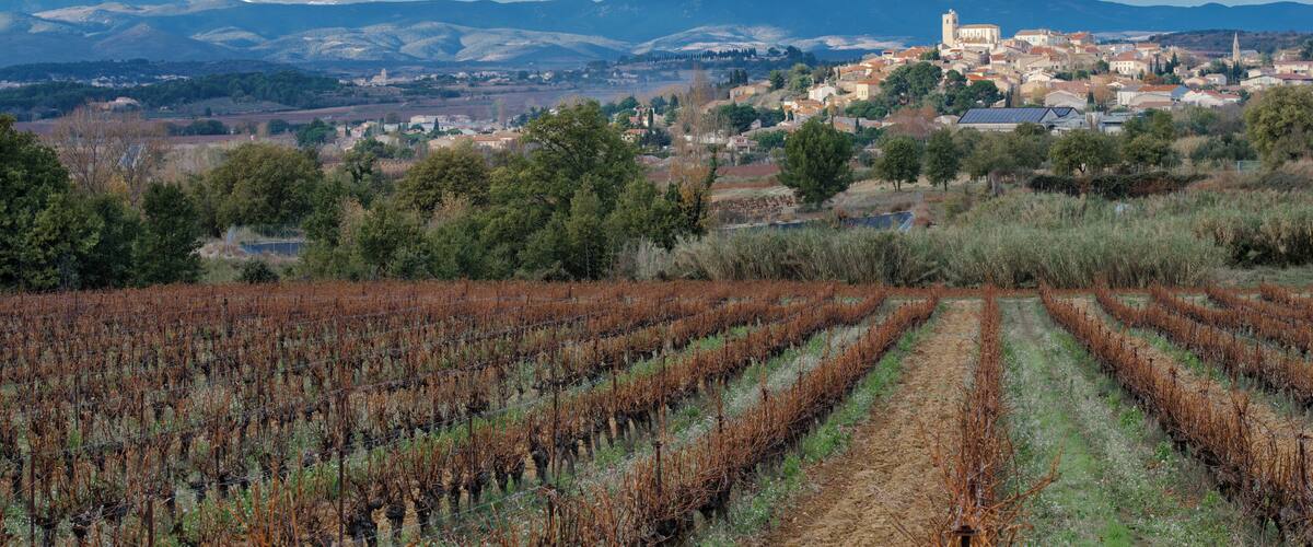 A vineyard with rows of grapevines, a town with historic buildings, and mountains in the background.