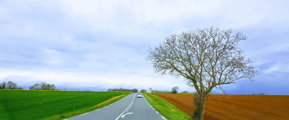 A rural road flanked by green fields and a brown field, with a leafless tree on the right.