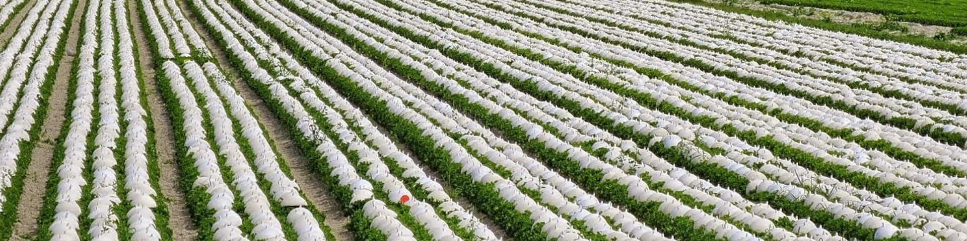 White Hats for shade to make White Endive for salads.
