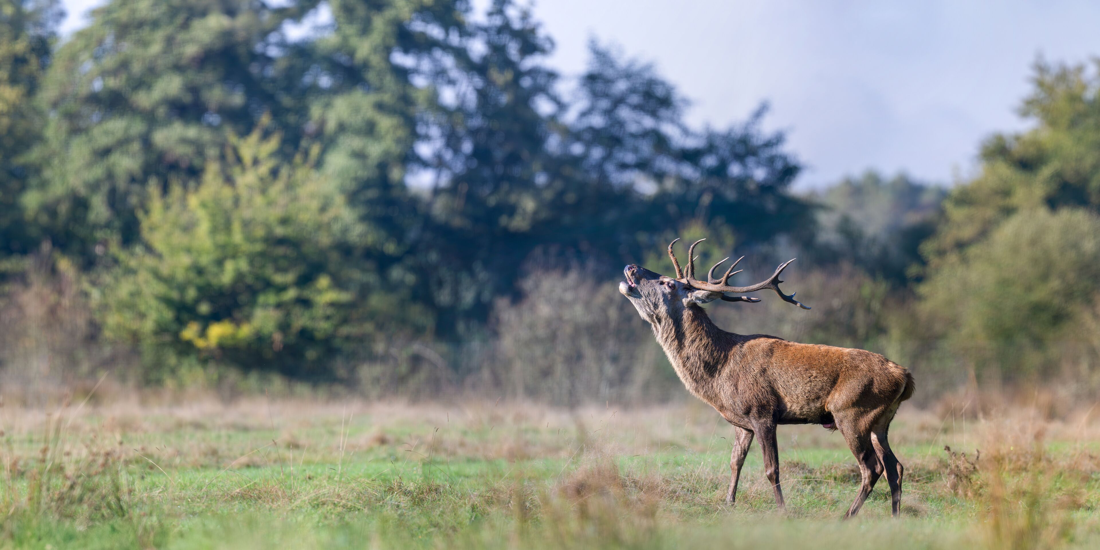 Red deer stag of Scotland roaring in a plain in a park. Cervus elaphus, Juncus effusus, Sologne, Loiret 45, région Centre Val de Loire, France, European Union, Europe