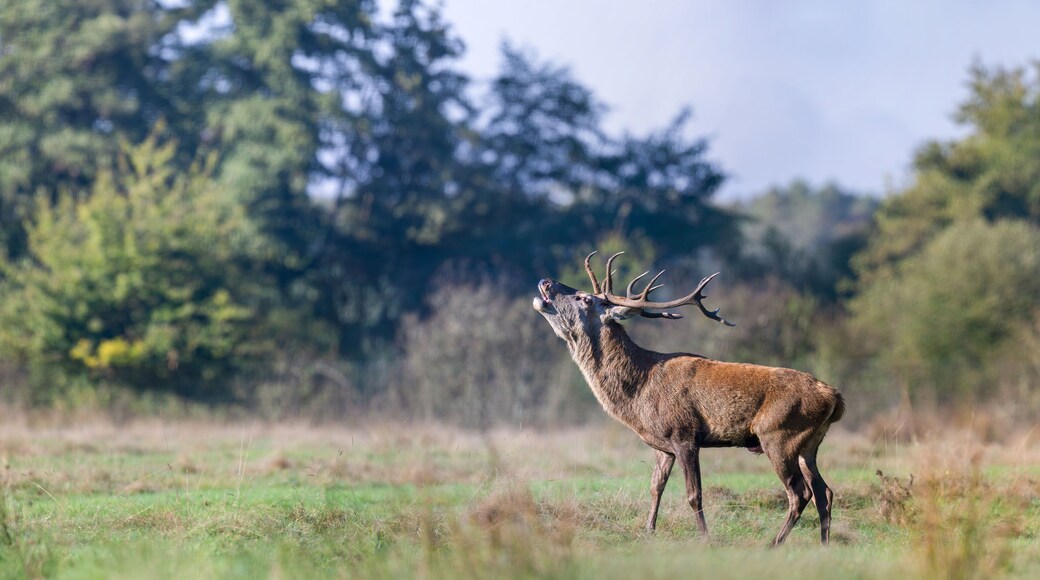 Red deer stag of Scotland roaring in a plain in a park. Cervus elaphus, Juncus effusus, Sologne, Loiret 45, région Centre Val de Loire, France, European Union, Europe