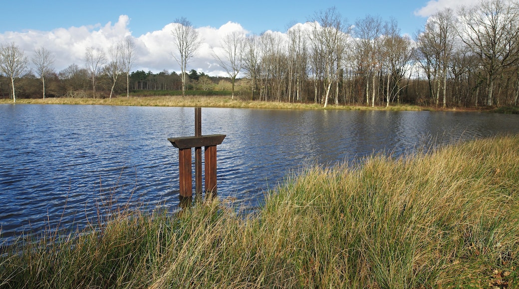 Un étang. Un étang est un plan d’eau artificiel. On barre une petite vallée avec une digue qu’on appelle la chaussée. Une bonde permet de vider l’étang. (Voir le beau travail de l’école de Bauzy sur le sujet : www.icem-pedagogie-freinet.org/sites/default/files/FTJ_22...) Depuis le Moyen-Age, les étangs sont construits en grand nombre en Sologne. À la Renaissance on les estime à 4000. Les étangs sont, à cette époque, d’un grand rapport, un hectare d’étang rapporte 10 fois plus qu’un hectare de terre agricole en Beauce. Avec 140 jours maigres par an, la demande en poissons est grande. Au 16ème siècle, les guerres de religion désorganisent la distribution du poisson et les étangs sont abandonnés. Les étangs se colmatent et deviennent des marécages. Les moustiques pullulent et les fièvres palustres se développent. La misère et les maladies font chuter l’espérance de vie vers 23 ans aux 17ème et 18ème siècles. A la révolution, le décret du 14 frimaire an II décidait l’assèchement des étangs.le décret avait pour objet de « rendre à la santé et à la vie des milliers de Français qui moissonnent, chaque année, avant le terme marqué par la nature des maladies produites par les funestes émanations des étangs ». (ahrf.revues.org/pdf/449) Le paludisme régressa en Sologne probablement grâce, en partie, à l’apparition de la quinine. Les solognots réexploiteront les étangs. (www.afes.fr/afes/egs/EGS_13_1_fanica.pdf) A pond is an artificial lake. A dam, so-called « la chaussée », is dam of a small valley. A drain makes emptying the pond. Since the Middle Ages, the ponds are built in large numbers in Sologne. During the Renaissance the estimated number of ponds in Sologne at 4000. The ponds are at this period a great resource, one hectare pond earn 10 times more than a hectare of agricultural land in the Beauce. With 140 days of fasting a year, there is a high demand for fish. Religious wars disrupt the distribution of fish, and ponds are abandoned. Ponds clog and become swamps. Mosquitoes proliferate and malarial fevers develop. Poverty and disease are falling life expectancy to 23 years in the 17th and 18th centuries. During the Revolution, the decree of 14 Frimaire II decided drying ponds. The decree was to "make the health and lives of thousands of French people who die each year before the date because of diseases caused by the deadly vapors ponds." Malaria regressed in Sologne probably due in part to the emergence of quinine. The solognots re-exploit ponds.