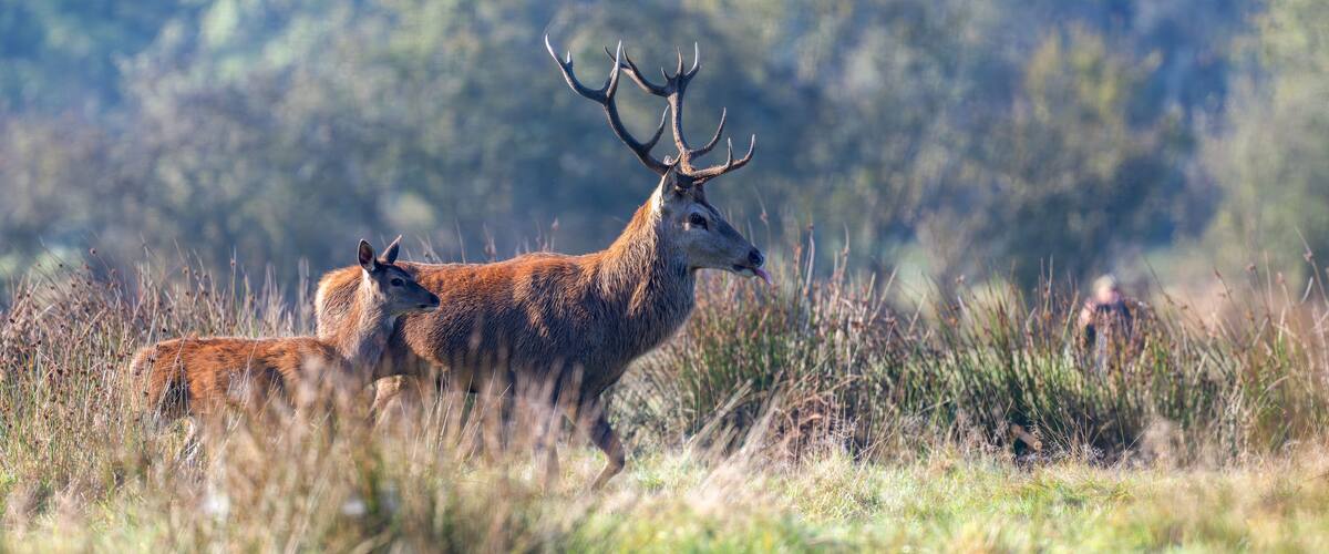 Red deer stag of Scotland sticking out tongue running with a fawn pursuing a hind in a plain with a photographer in the background. Cervus elaphus, Sologne, Loiret 45, région Centre, France, Europe