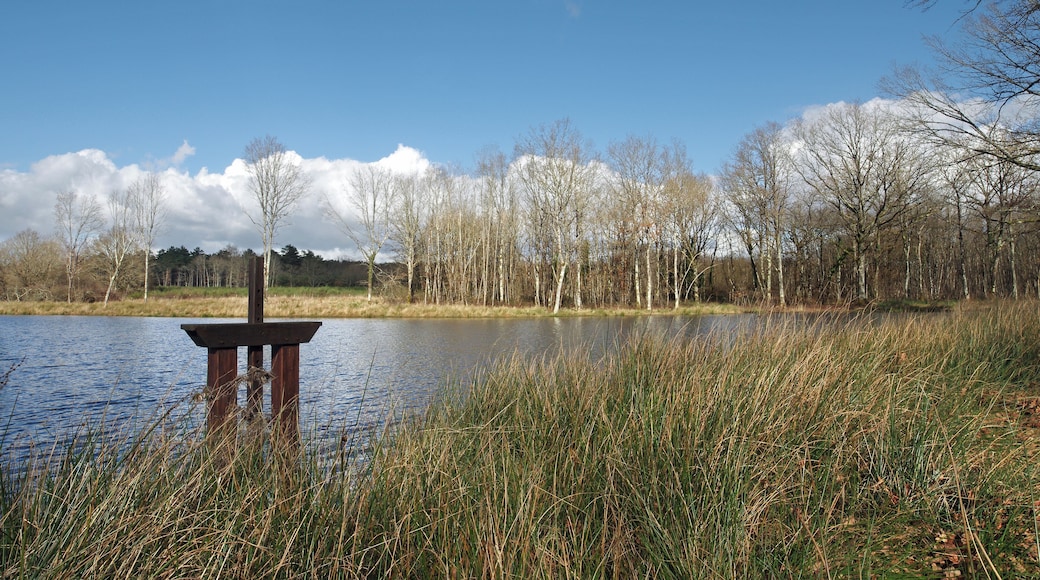 Un étang. Un étang est un plan d’eau artificiel. On barre une petite vallée avec une digue qu’on appelle la chaussée. Une bonde permet de vider l’étang. (Voir le beau travail de l’école de Bauzy sur le sujet : www.icem-pedagogie-freinet.org/sites/default/files/FTJ_22...) Depuis le Moyen-Age, les étangs sont construits en grand nombre en Sologne. À la Renaissance on les estime à 4000. Les étangs sont, à cette époque, d’un grand rapport, un hectare d’étang rapporte 10 fois plus qu’un hectare de terre agricole en Beauce. Avec 140 jours maigres par an, la demande en poissons est grande. Au 16ème siècle, les guerres de religion désorganisent la distribution du poisson et les étangs sont abandonnés. Les étangs se colmatent et deviennent des marécages. Les moustiques pullulent et les fièvres palustres se développent. La misère et les maladies font chuter l’espérance de vie vers 23 ans aux 17ème et 18ème siècles. A la révolution, le décret du 14 frimaire an II décidait l’assèchement des étangs.le décret avait pour objet de « rendre à la santé et à la vie des milliers de Français qui moissonnent, chaque année, avant le terme marqué par la nature des maladies produites par les funestes émanations des étangs ». (ahrf.revues.org/pdf/449) Le paludisme régressa en Sologne probablement grâce, en partie, à l’apparition de la quinine. Les solognots réexploiteront les étangs. (www.afes.fr/afes/egs/EGS_13_1_fanica.pdf) A pond is an artificial lake. A dam, so-called « la chaussée », is dam of a small valley. A drain makes emptying the pond. Since the Middle Ages, the ponds are built in large numbers in Sologne. During the Renaissance the estimated number of ponds in Sologne at 4000. The ponds are at this period a great resource, one hectare pond earn 10 times more than a hectare of agricultural land in the Beauce. With 140 days of fasting a year, there is a high demand for fish. Religious wars disrupt the distribution of fish, and ponds are abandoned. Ponds clog and become swamps. Mosquitoes proliferate and malarial fevers develop. Poverty and disease are falling life expectancy to 23 years in the 17th and 18th centuries. During the Revolution, the decree of 14 Frimaire II decided drying ponds. The decree was to "make the health and lives of thousands of French people who die each year before the date because of diseases caused by the deadly vapors ponds." Malaria regressed in Sologne probably due in part to the emergence of quinine. The solognots re-exploit ponds.