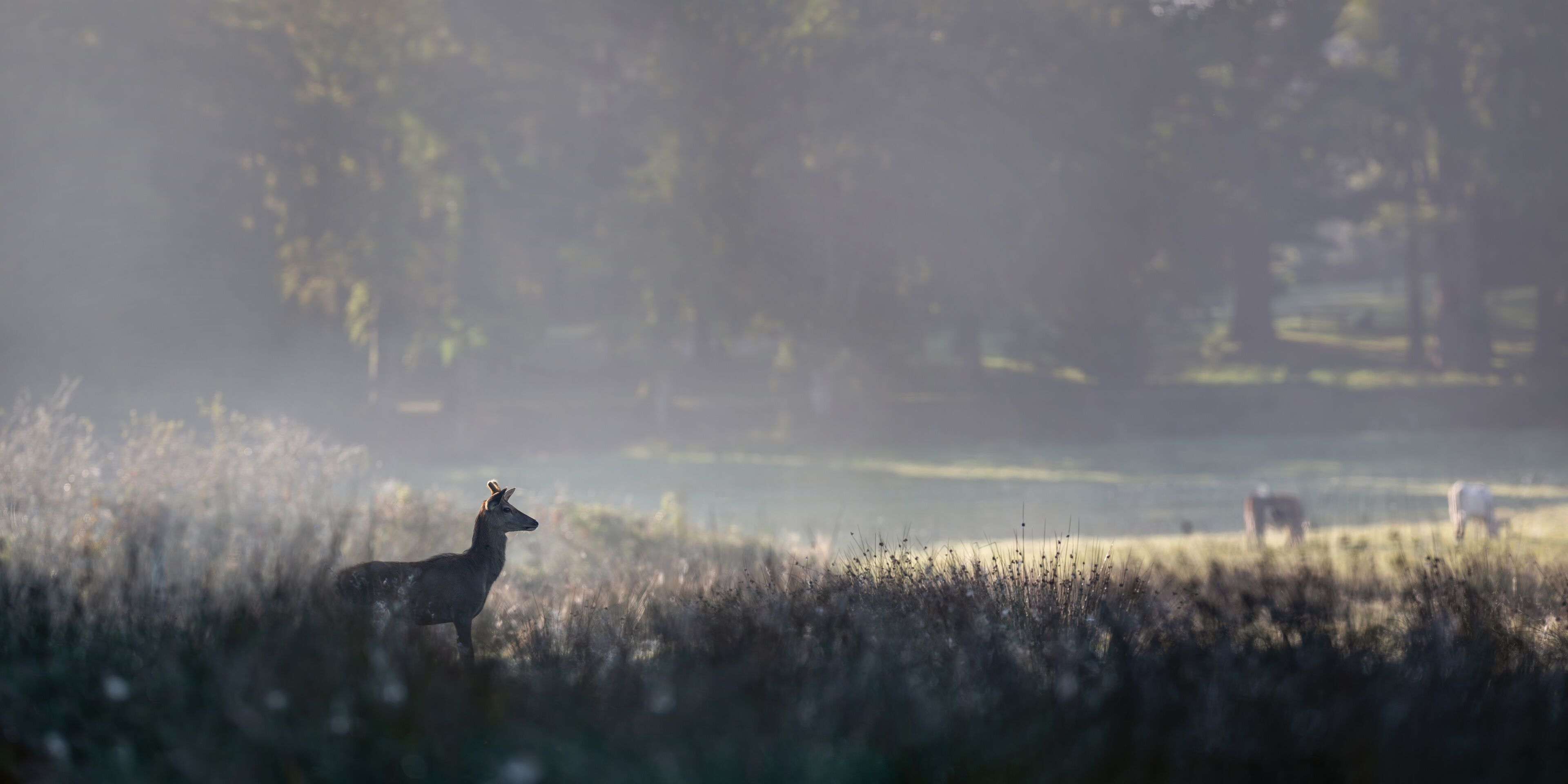 Young Red deer stag of Scotland observing in a plain in the fog in a park. Cervus elaphus, Juncus effusus, Sologne, Loiret 45, région Centre Val de Loire, France, European Union, Europe