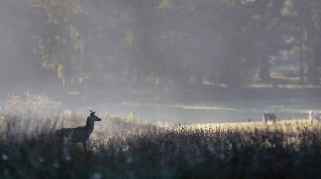 Young Red deer stag of Scotland observing in a plain in the fog in a park. Cervus elaphus, Juncus effusus, Sologne, Loiret 45, région Centre Val de Loire, France, European Union, Europe