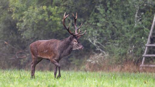 Red deer stag with a scar on the side walking near a small hunting post in a plain during the rut under light rain. Cervus elaphus, Sologne, Loiret 45, région Centre Val de Loire, France, Europe