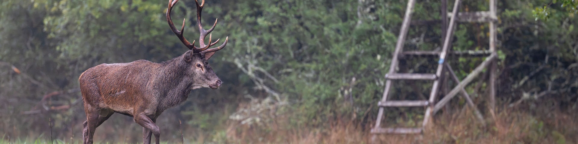 Red deer stag with a scar on the side walking near a small hunting post in a plain during the rut under light rain. Cervus elaphus, Sologne, Loiret 45, région Centre Val de Loire, France, Europe