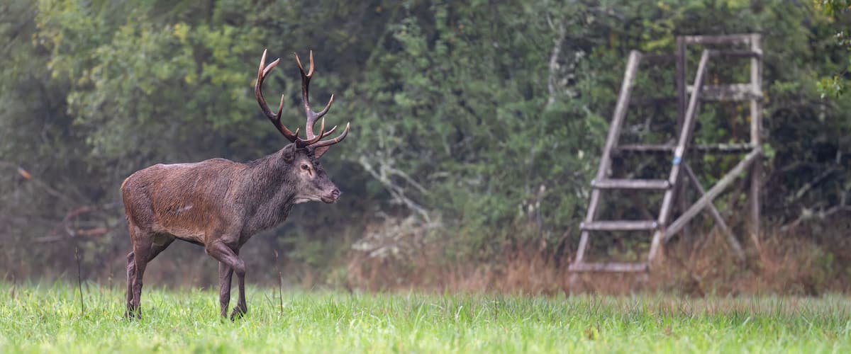 A stag with large antlers in a grassy field with a wooden ladder in the background.