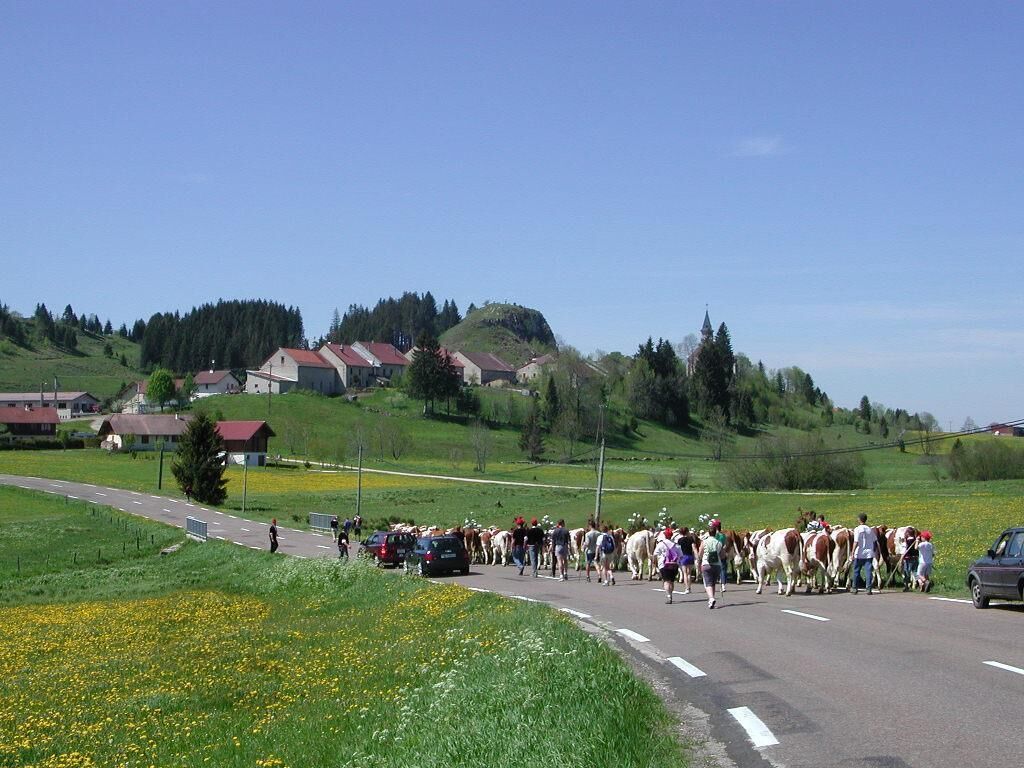 Montée des génisses à Chatelblanc (Doubs).