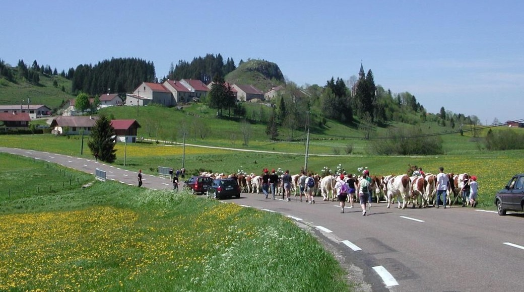 Montée des génisses à Chatelblanc (Doubs).