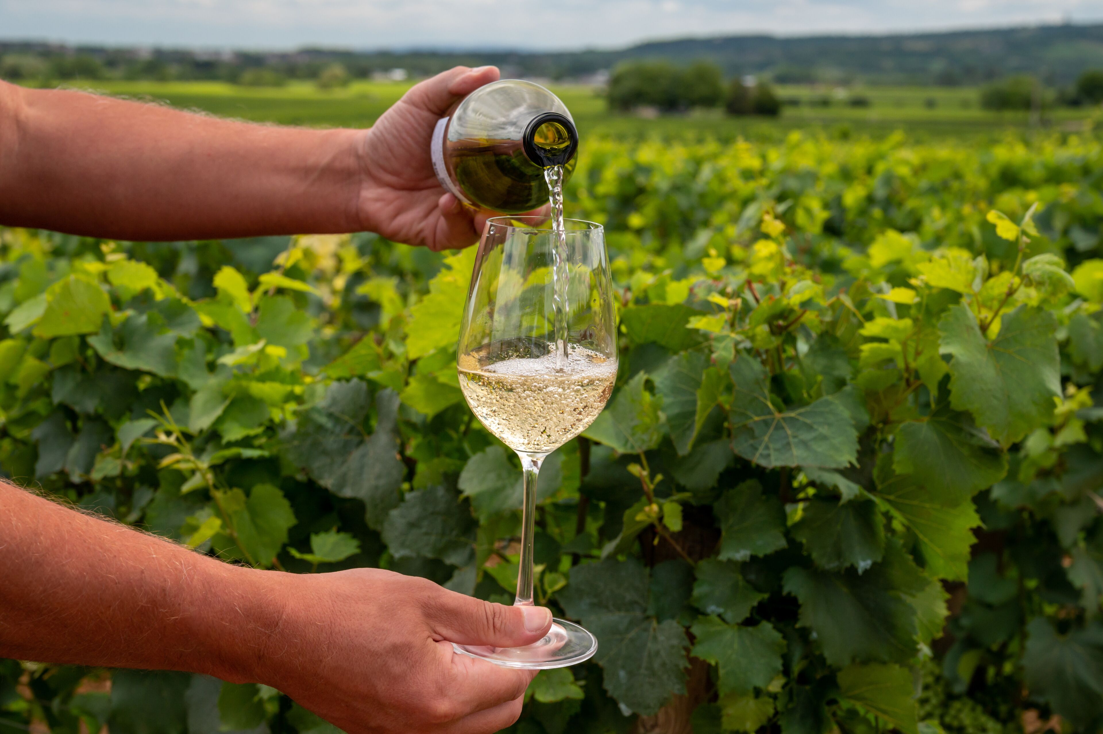 Chassagne-Montrachet