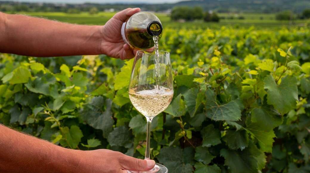 Chassagne-Montrachet