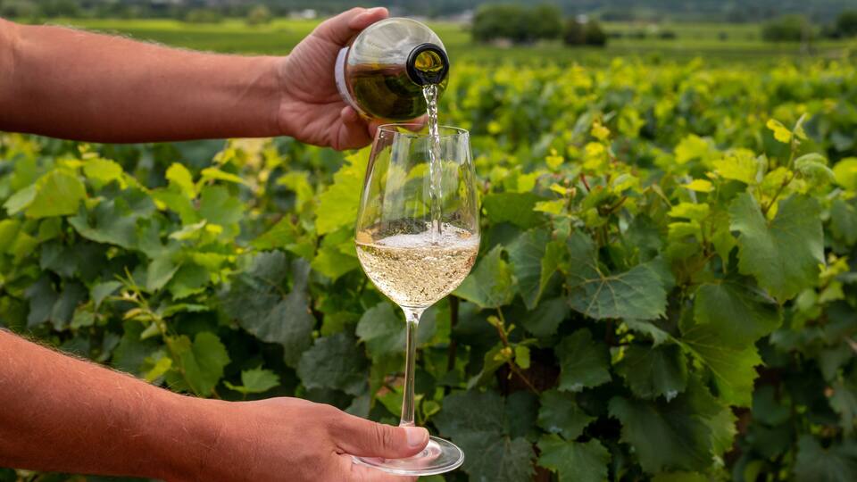 A vineyard with rows of grapevines and a person pouring wine into a glass.