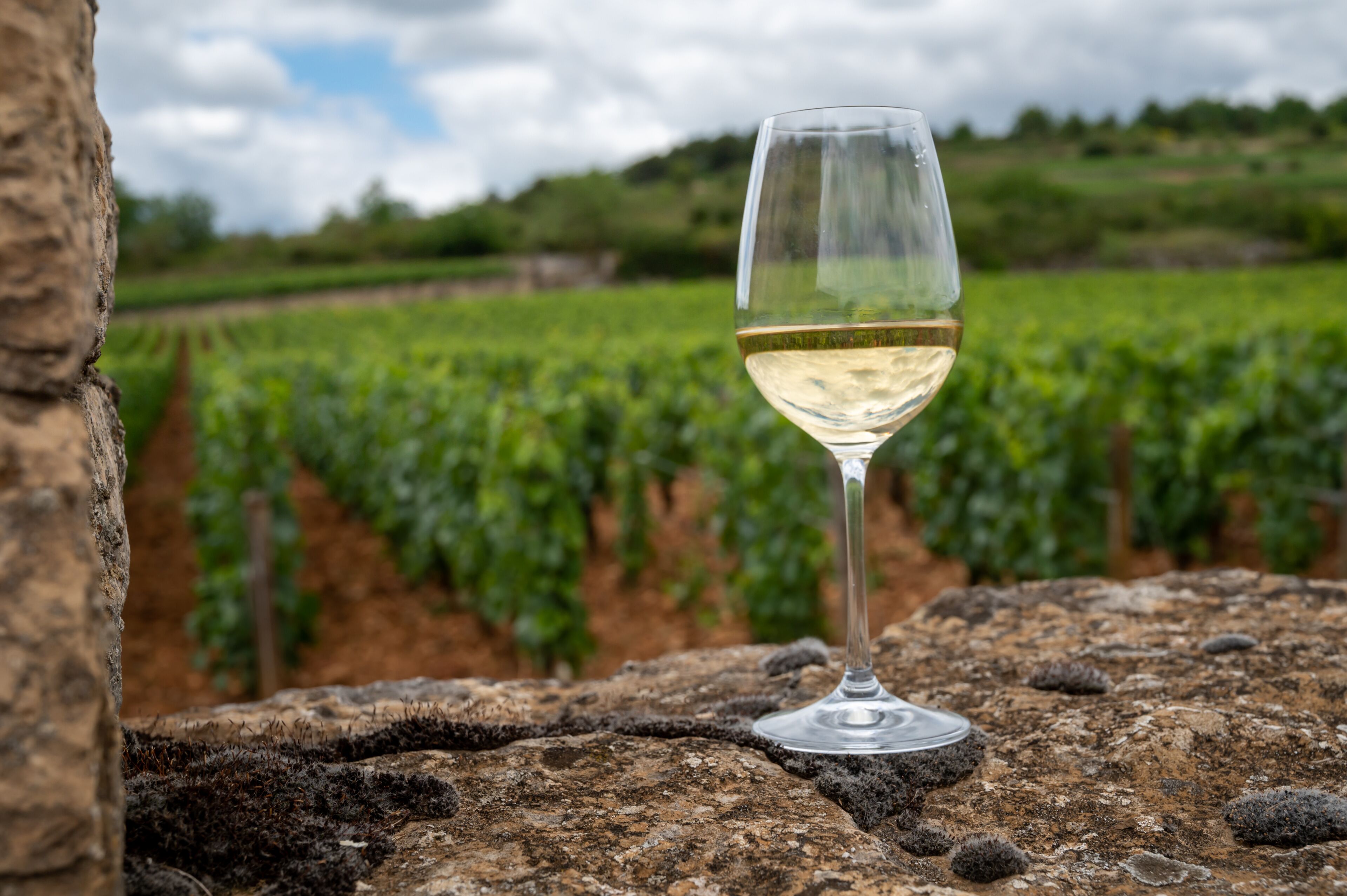 Chassagne-Montrachet