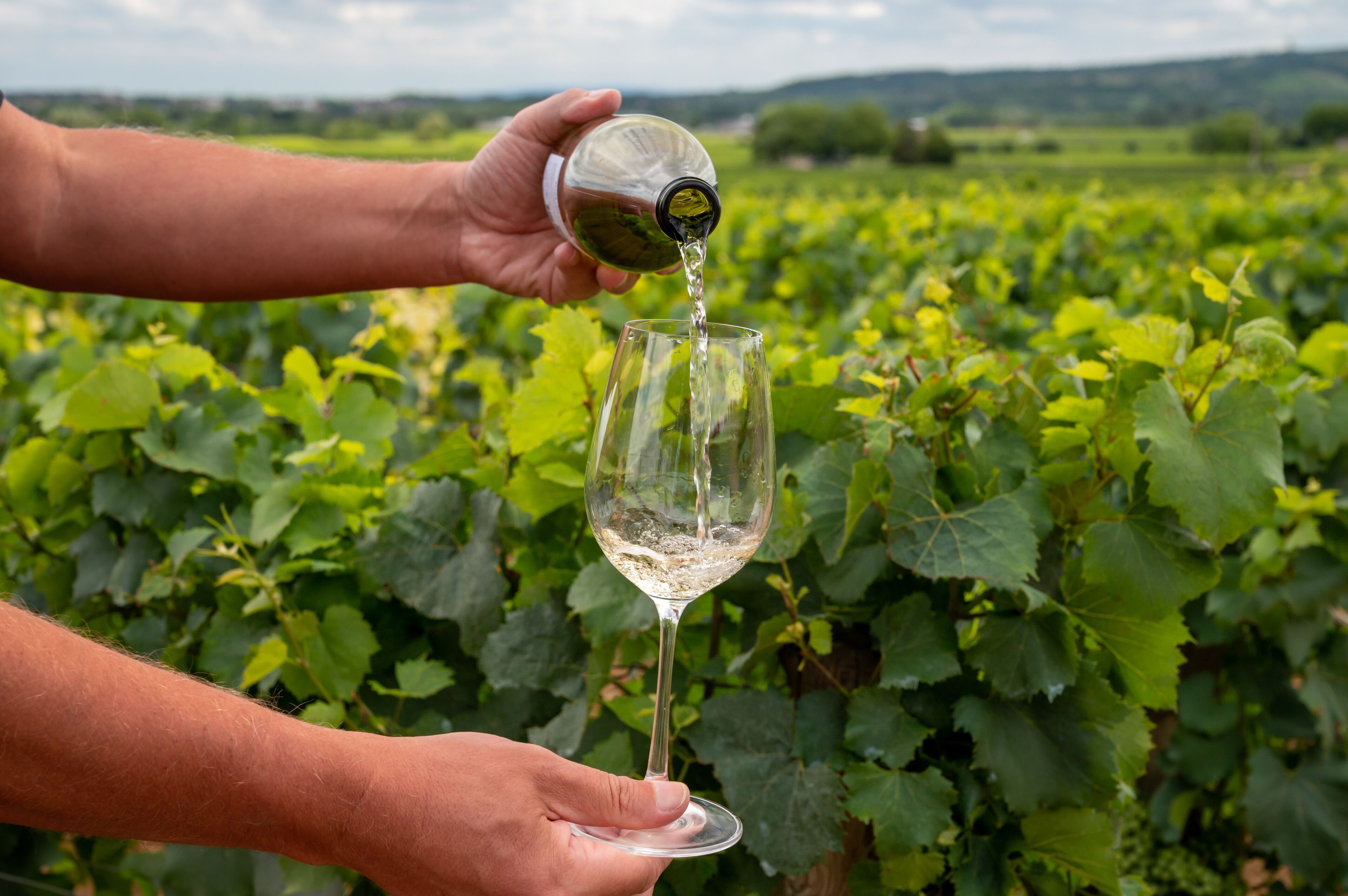 Tasting of white dry wine made from Chardonnay grapes on grand cru classe vineyards near Puligny-Montrachet village, Burgundy, France