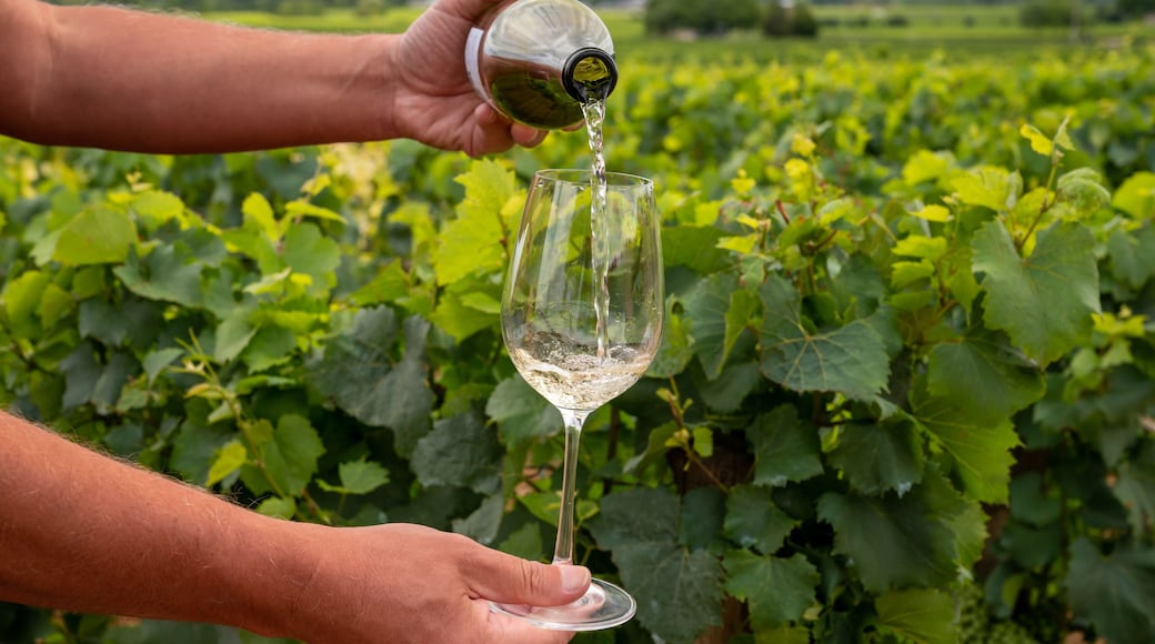 Tasting of white dry wine made from Chardonnay grapes on grand cru classe vineyards near Puligny-Montrachet village, Burgundy, France