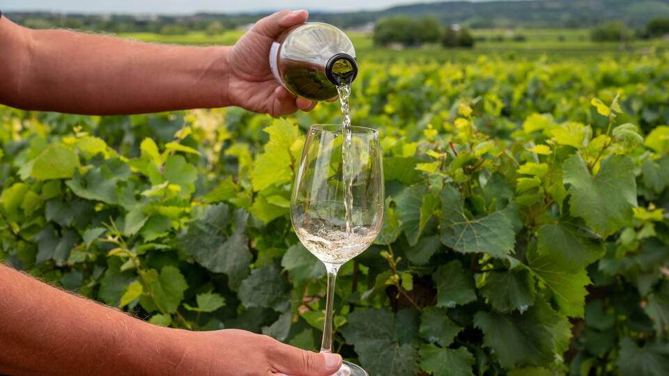 A vineyard with rows of grapevines and a person pouring wine into a glass.