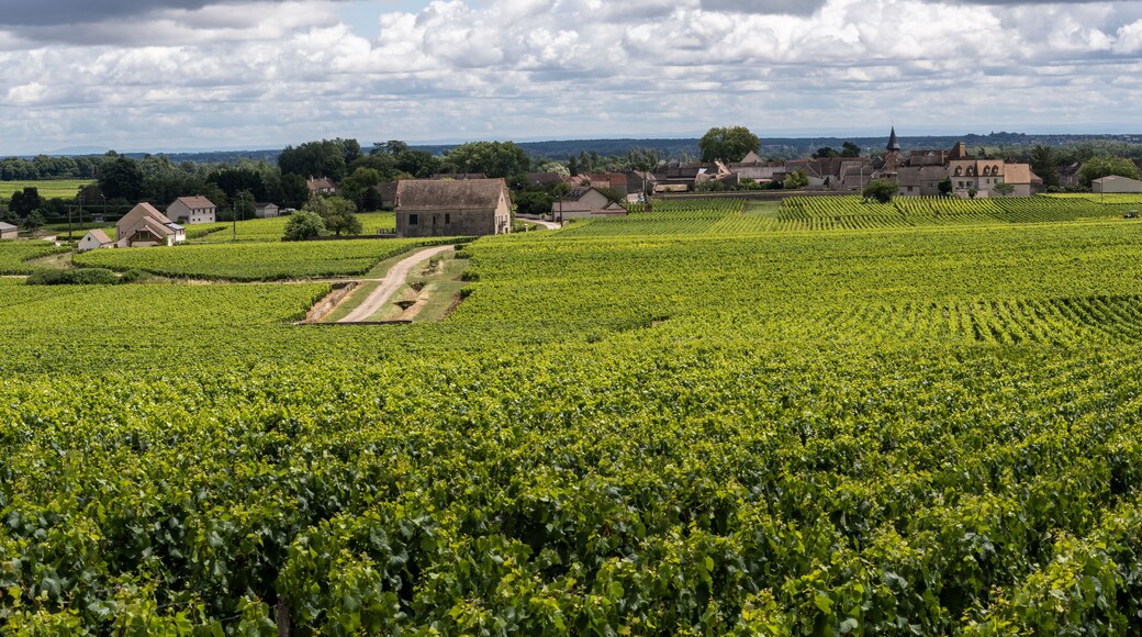 Chassagne-Montrachet