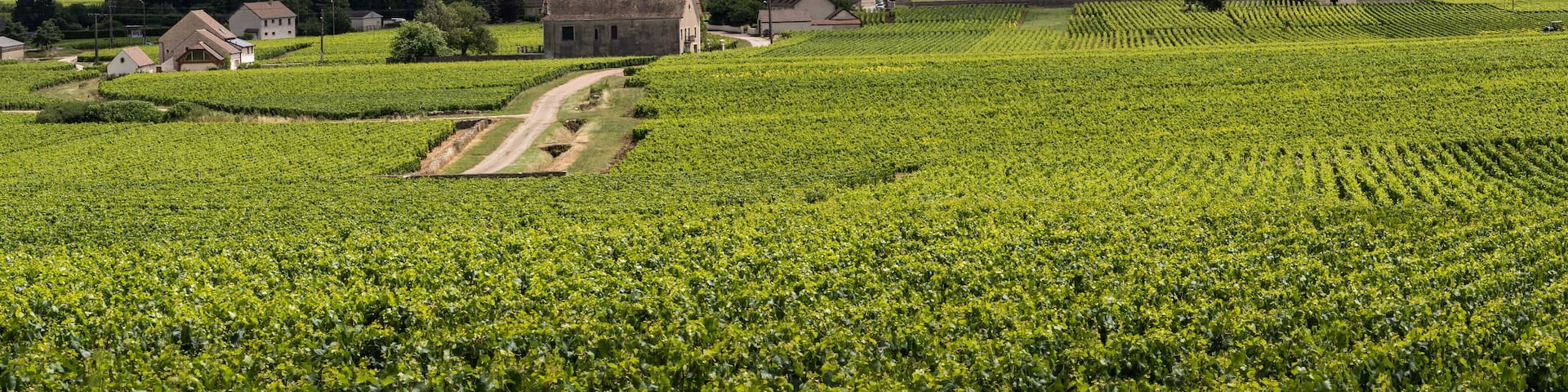 Vinyards Village Montrachet