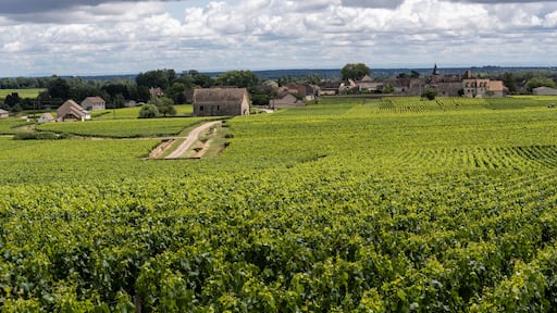 Chassagne-Montrachet