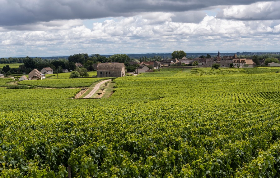 Vinyards Village Montrachet