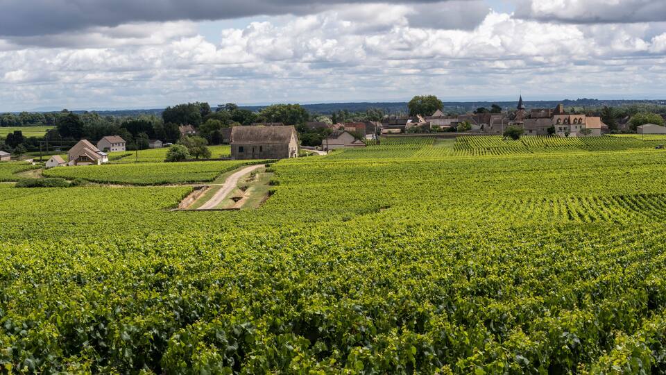 A vineyard with rows of grapevines, a dirt path, and a small building in the distance.