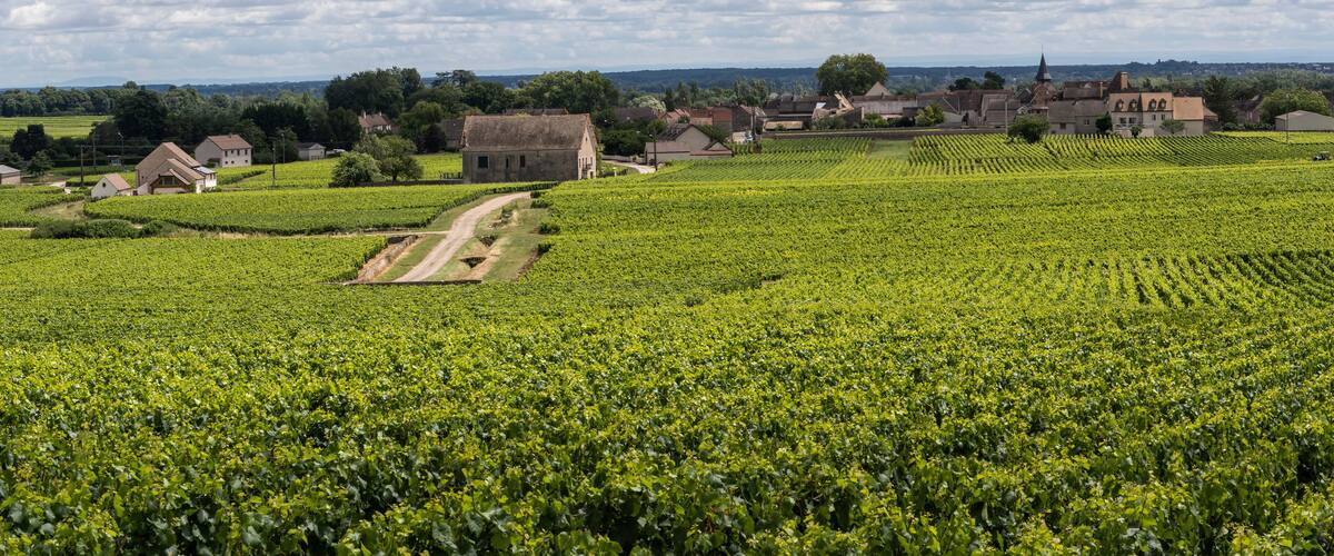A vineyard with rows of grapevines, a dirt path, and a small building in the distance.