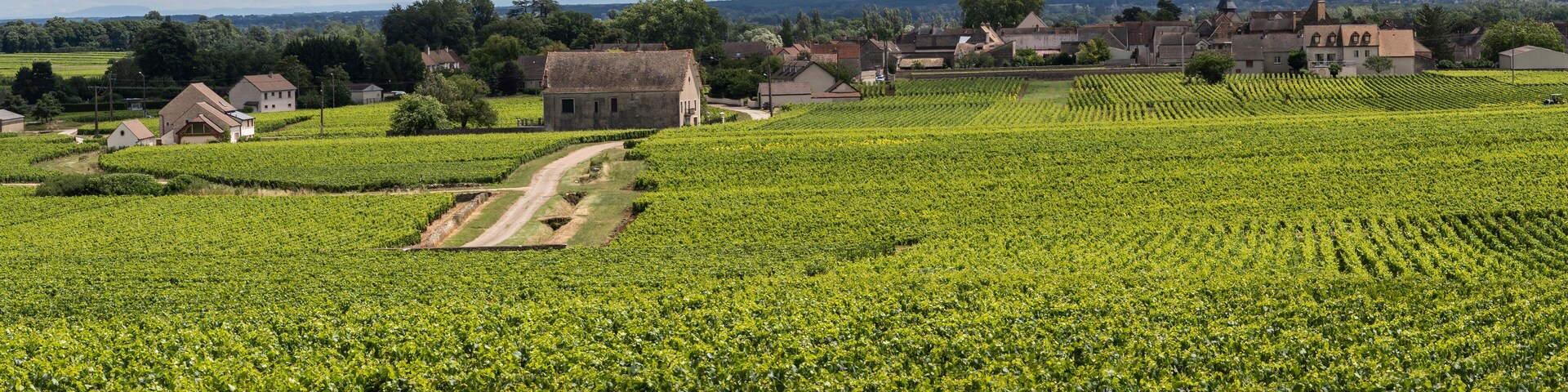 A vineyard with rows of grapevines, a dirt path, and a small building in the distance.