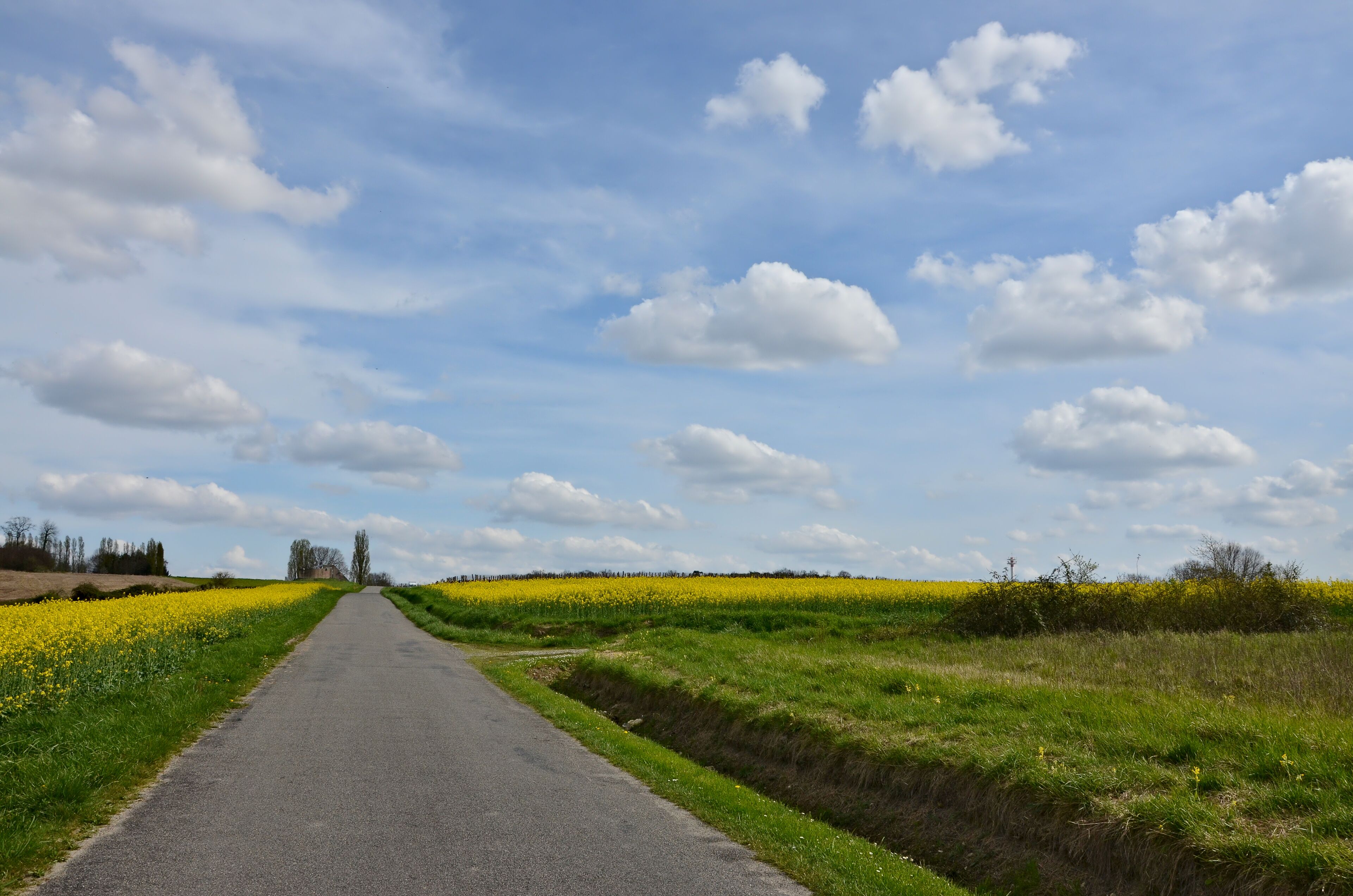 Road n° D 438 and colza fields, Chadurie, Charente, France.