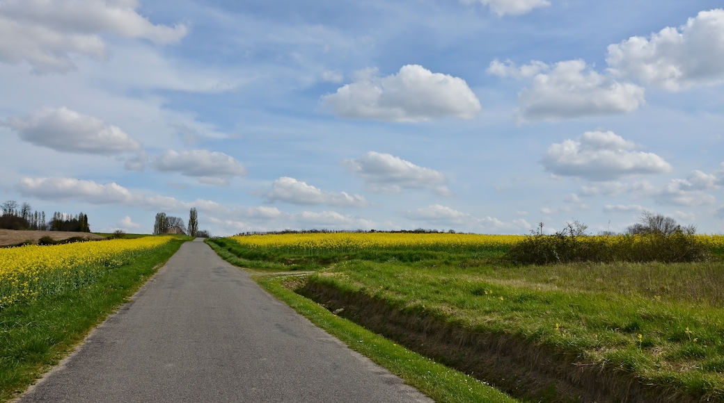 Road n° D 438 and colza fields, Chadurie, Charente, France.
