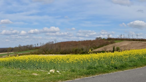 Colza fields near road n° D 438, Chadurie, Charente, France.