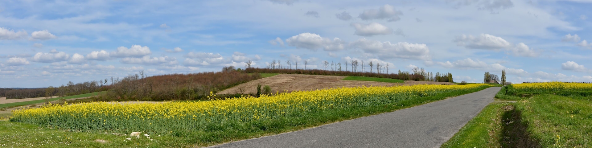 Colza fields near road n° D 438, Chadurie, Charente, France.