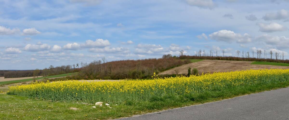 A rural landscape with a road, yellow flowering fields, and a hill with trees.