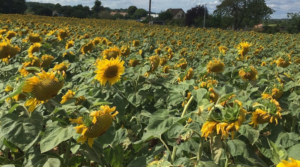 Lovely sunflowers on a beautiful day in August