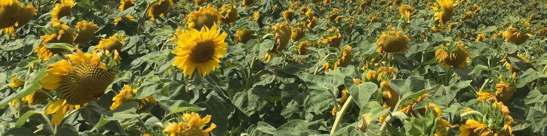 Lovely sunflowers on a beautiful day in August