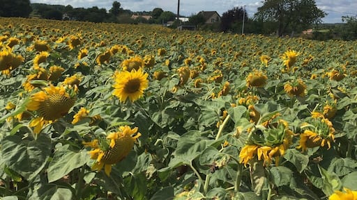 Lovely sunflowers on a beautiful day in August