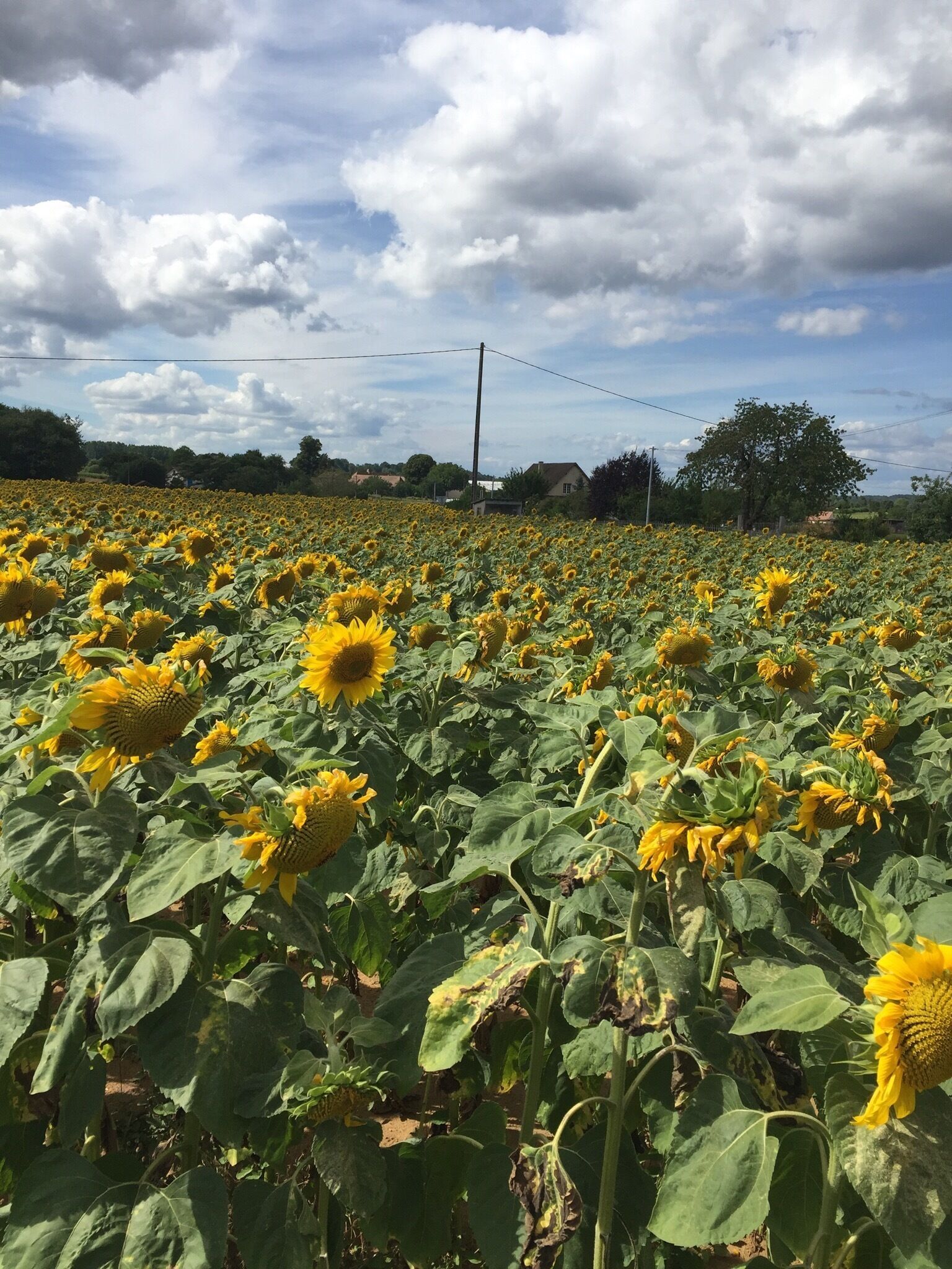 A sunflower field with a cloudy sky.