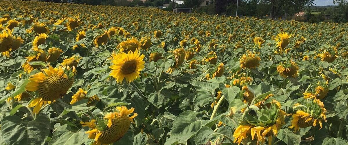 A sunflower field with a cloudy sky.