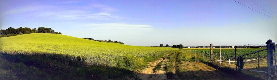 A lush green field with a dirt path leading through it, surrounded by trees and a fence.