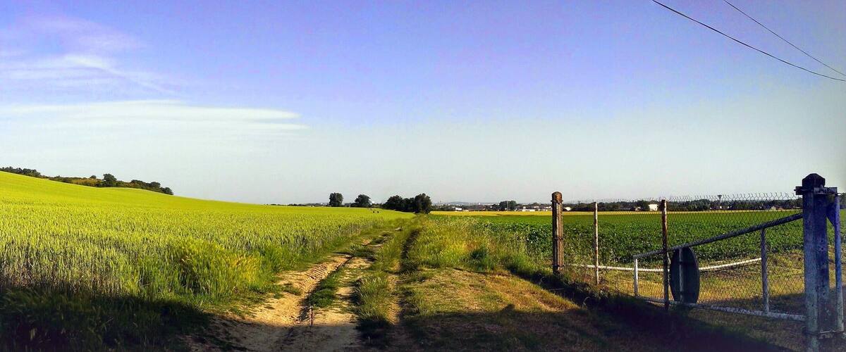 A lush green field with a dirt path leading through it, surrounded by trees and a fence.