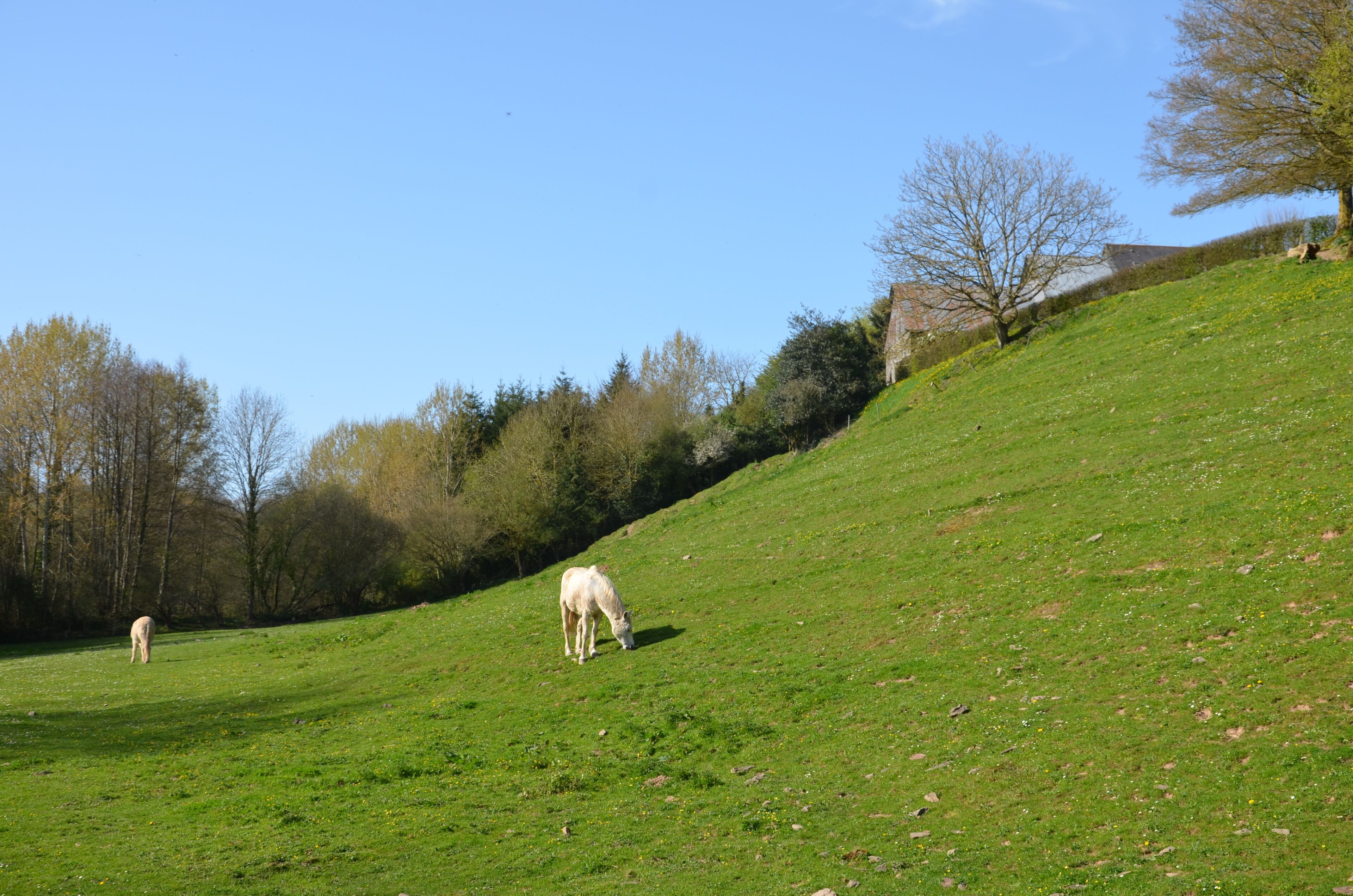 Chevaux en pâture au lieu-dit la Grennetière sur la commune de Campeaux.