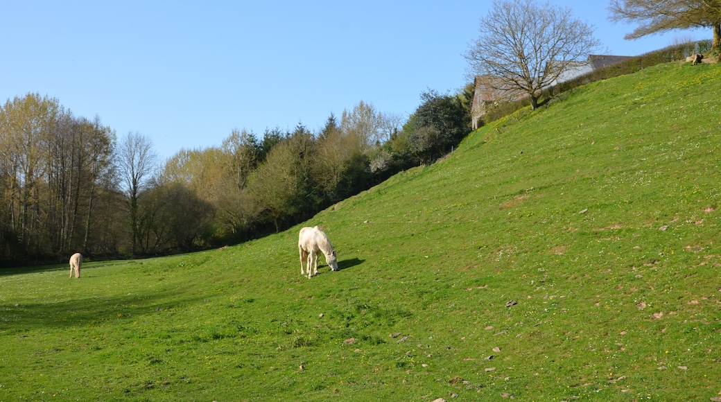 Chevaux en pâture au lieu-dit la Grennetière sur la commune de Campeaux.