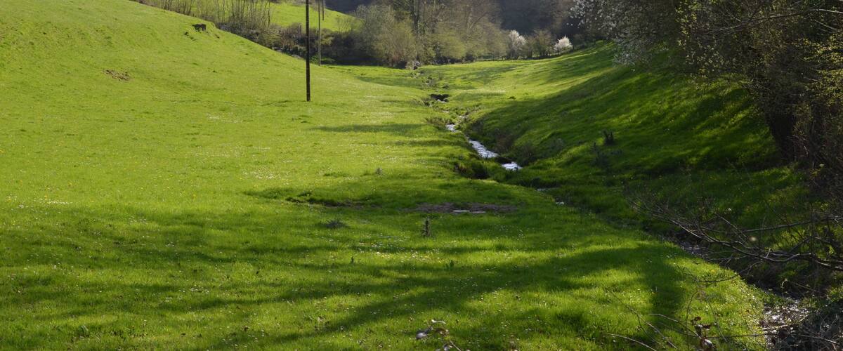 A green hillside with a stream, trees, and a utility pole.