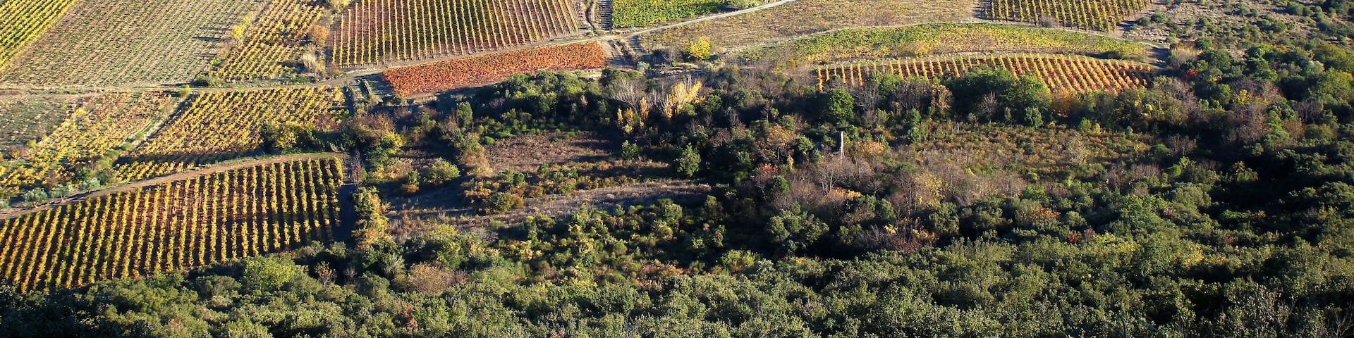 Panoramic view from the Vissou peak over the vineyards of the village of Cabrières in autumn (Hérault, Occitanie, France)