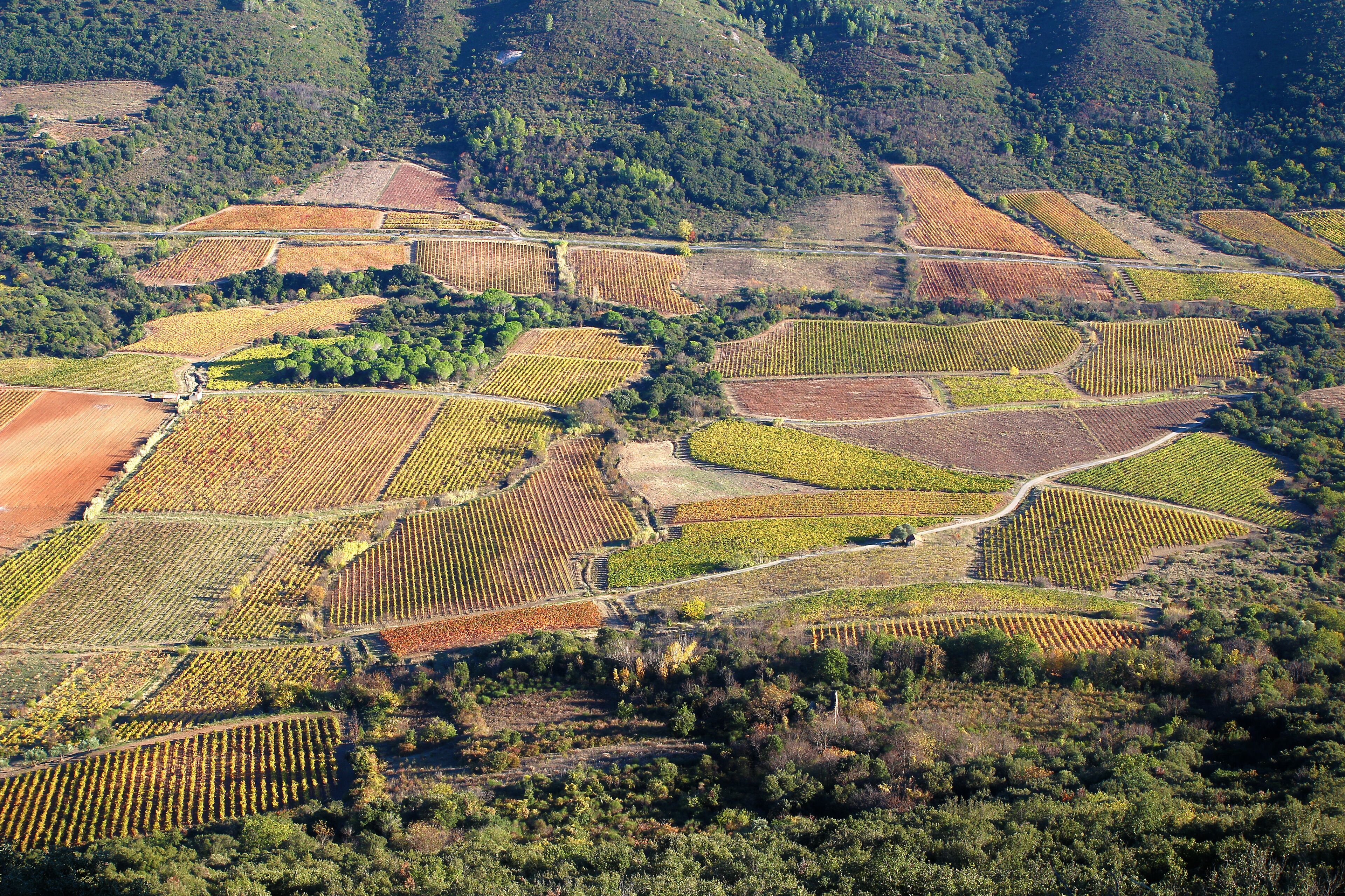 An aerial view of a vineyard with rows of grapevines and terraced fields.