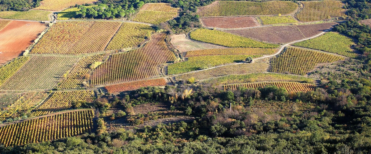 An aerial view of a vineyard with rows of grapevines and terraced fields.