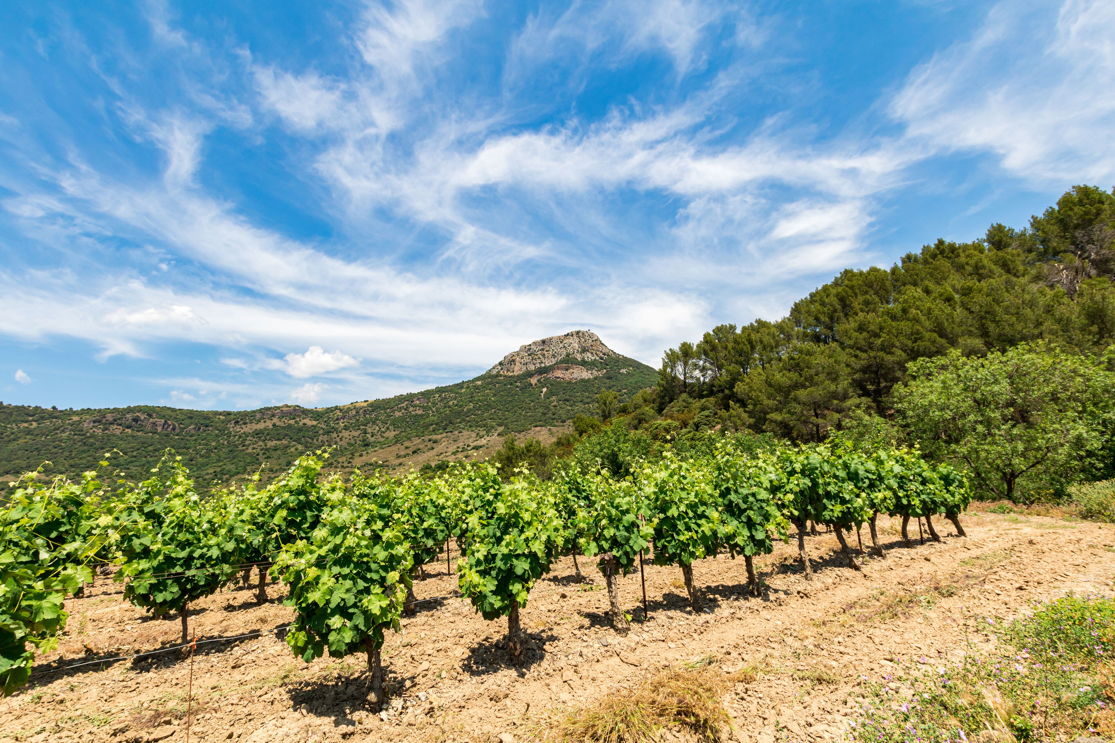 Vue sur le Pic de Vissou depuis les vignes (Occitanie, France)