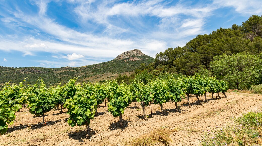 Vue sur le Pic de Vissou depuis les vignes (Occitanie, France)