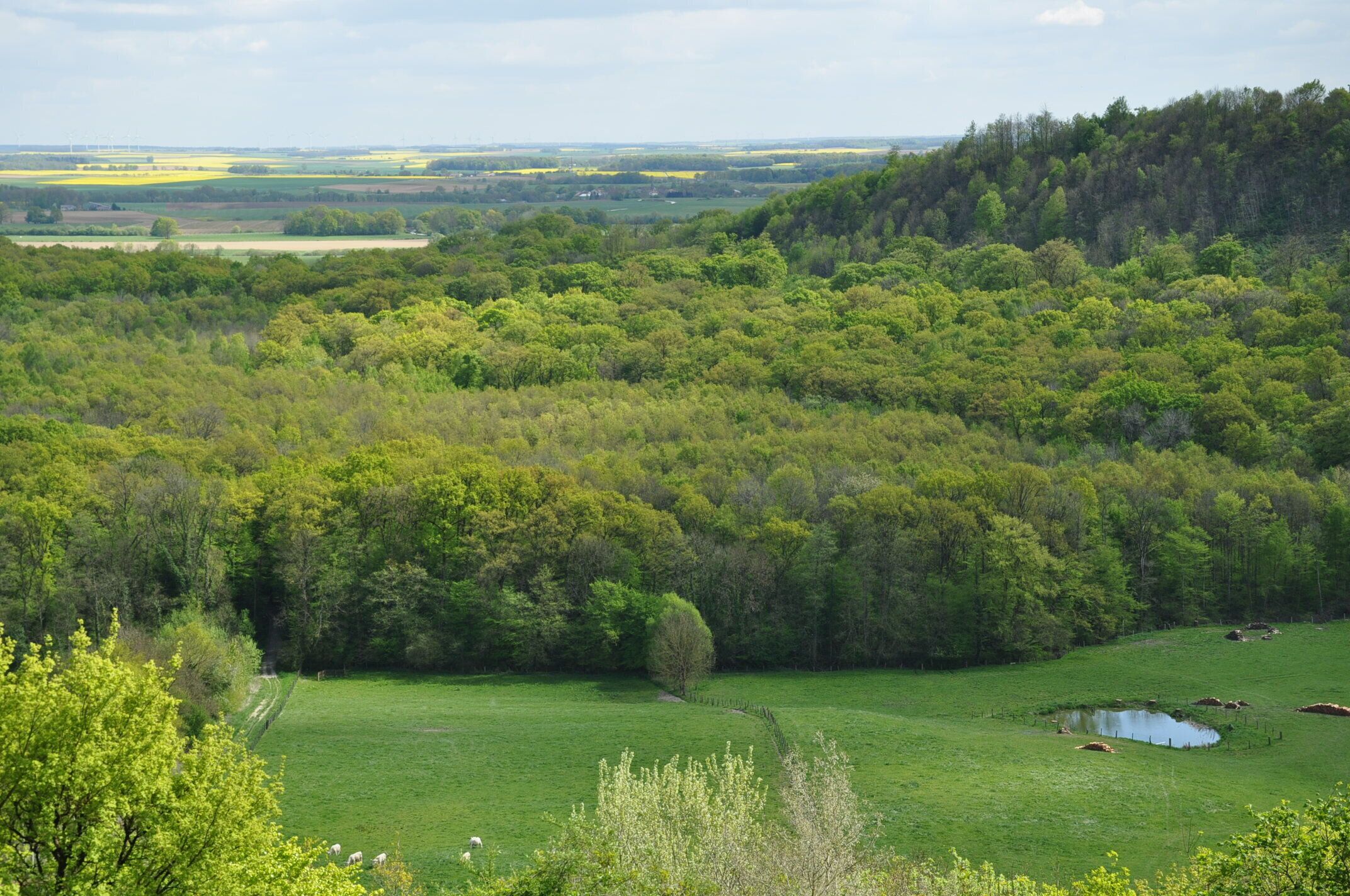A lush green valley with a small pond, rolling hills, and a dense forest.